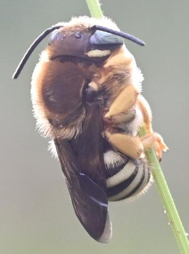 Trachusa integra